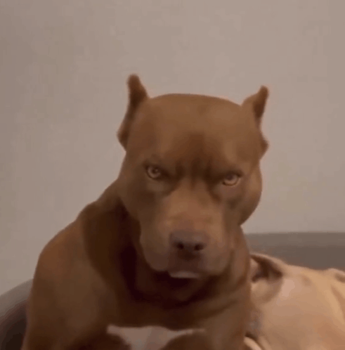 Pitbull Pitbull Dog GIF - Pitbull Pitbull Dog Death Stare GIFs
