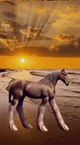 a horse with big feet is standing on a beach at sunset .