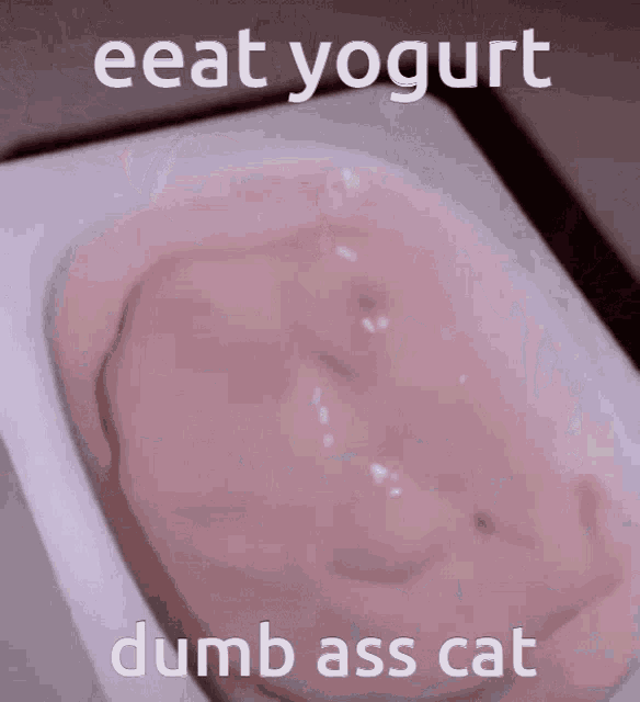 a picture of a yogurt container with a caption that says eeat yogurt dumb ass cat