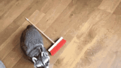 a raccoon laying on a wooden floor next to a red broom .