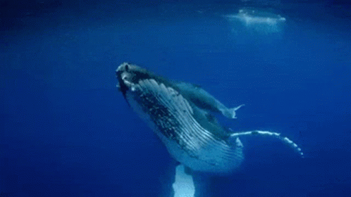 Underwater Whale GIF - Underwater Whale GIFs