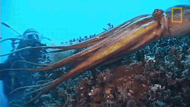 Squirting Ink Octopuses101 GIF - Squirting Ink Octopuses101 Underwater GIFs