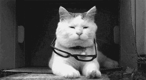 a cat wearing glasses is laying in a cardboard box .