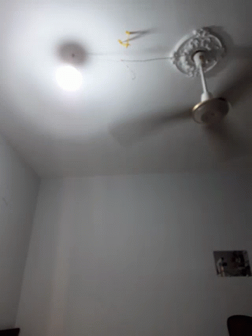Fan Ceiling GIF - Fan Ceiling Bored GIFs