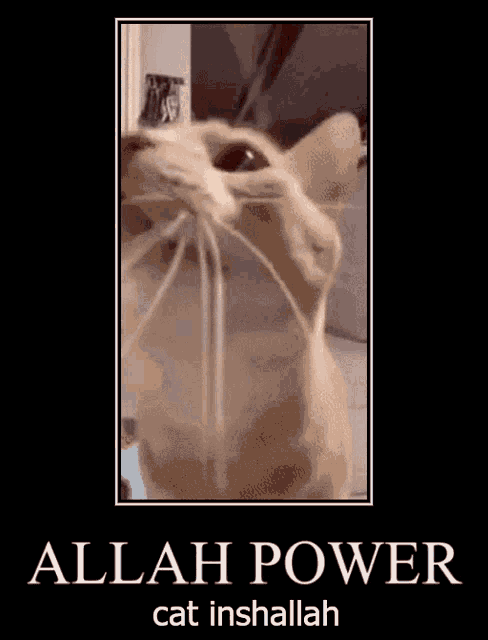 a picture of a cat with the words allah power cat inshallah on it .