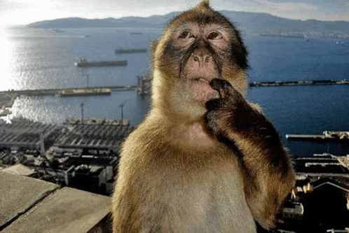 a monkey is standing in front of a body of water with a city in the background