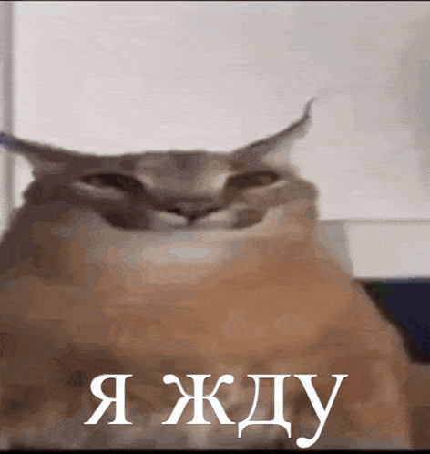 a close up of a cat 's face with a foreign language caption