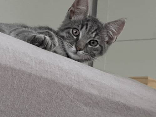 a kitten is laying on a couch looking at the camera