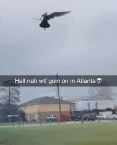 a bird flying in the air with a caption that says hell nah wtf goin on in atlanta