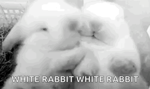 Rabbits Bunny GIF - Rabbits Bunny Cuddling GIFs