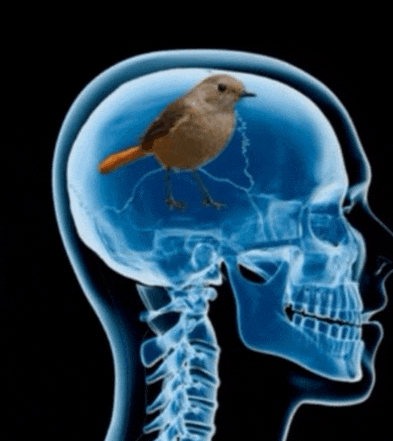 an x-ray of a skull with a bird on top