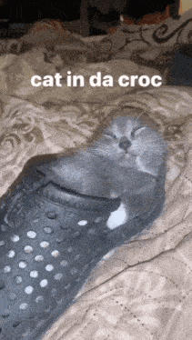 Cat Silly GIF - Cat Silly Croc GIFs