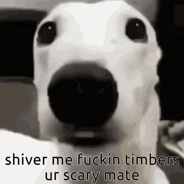 Dog Shiver GIF - Dog Shiver GIFs