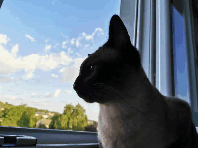 a cat is looking out of a window with a blue sky in the background