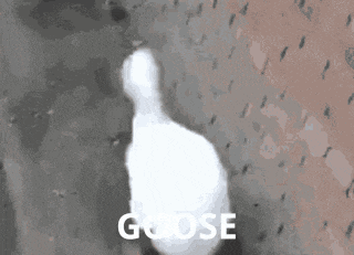 a white goose is standing in front of a wall with the word goose written on it