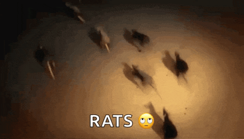 a bunch of rats are walking in a dark room with the words rats written on the bottom .
