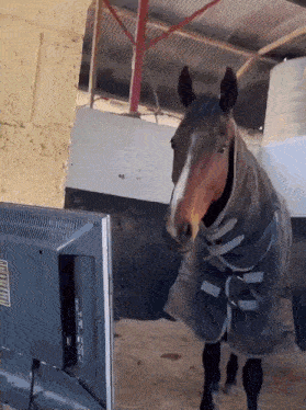 a horse standing in front of a tv with a label on it that says ' tcl '