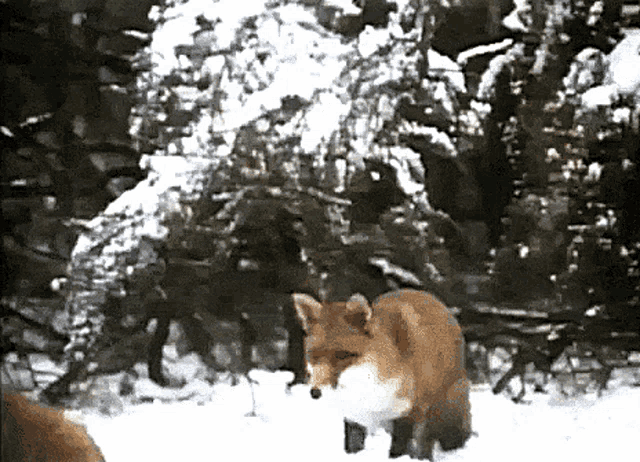 a fox is standing in the snow near a snowy tree
