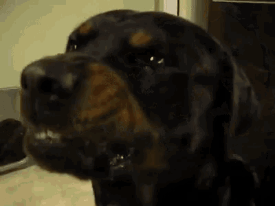 a close up of a dog 's face with its mouth open and teeth showing .