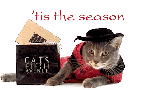 a cat laying next to a box that says cats fifth avenue on it
