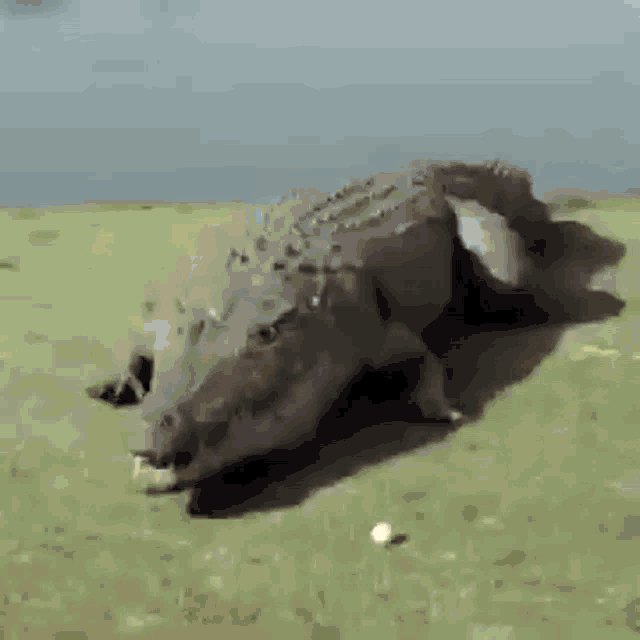 a large crocodile is walking on a grassy field near a body of water .