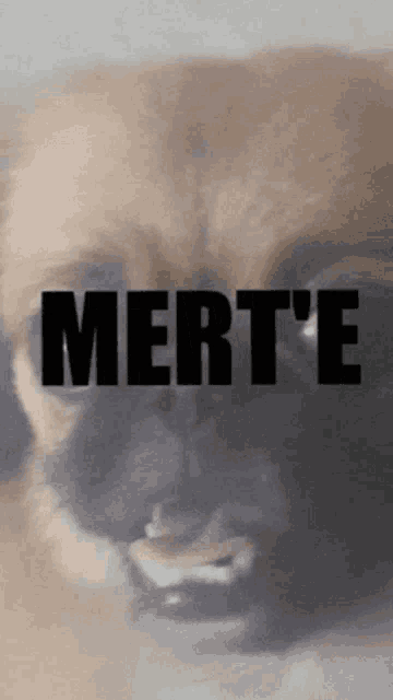 a close up of a dog 's face with the word mert ' e written above it