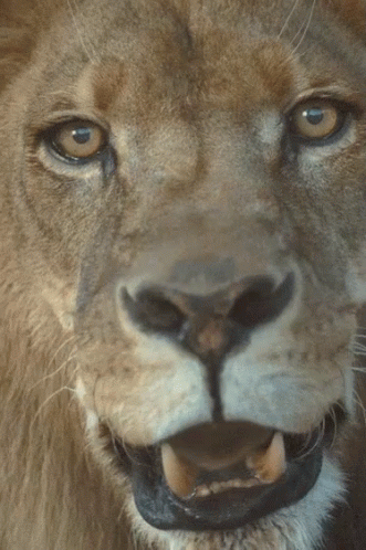 Lion Smirk GIF - Lion GIFs