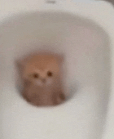 a small kitten is sitting in a toilet bowl .