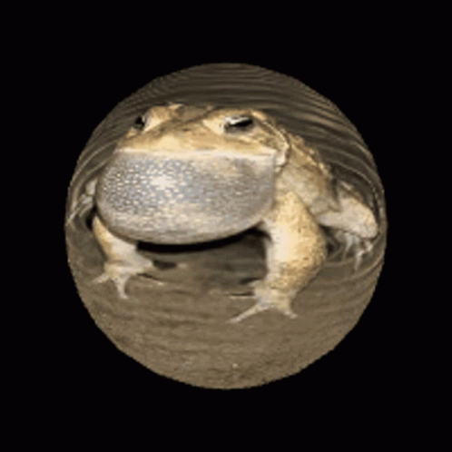 Frog Toa GIF - Frog Toa Toad GIFs