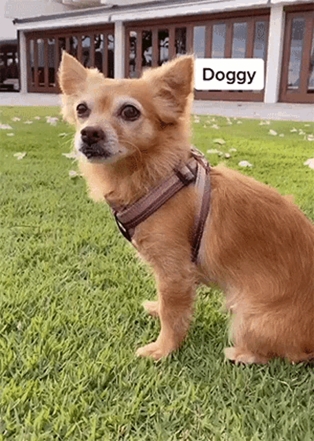 Animals Dog GIF - Animals Dog Puppy GIFs