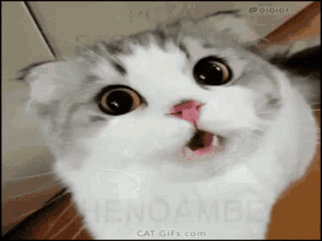 Chenoambe Cat GIF - Chenoambe Cat Meow GIFs