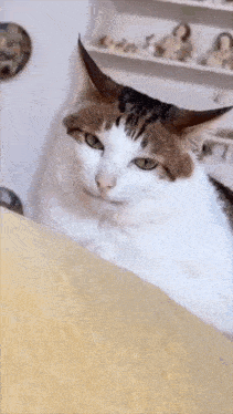 a brown and white cat with green eyes is laying on a yellow couch .