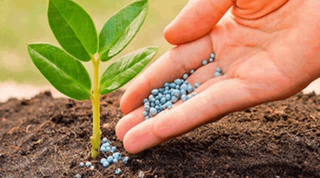 a person is applying fertilizer to a small green plant