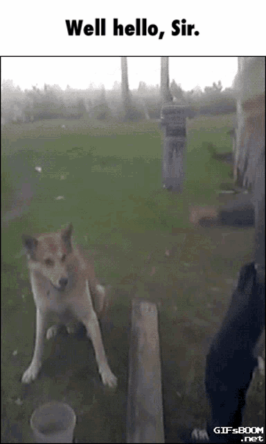a picture of a dog with the words well hello sir
