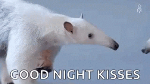 Funny Animals Kiss GIF - Funny Animals Kiss Aadvark GIFs
