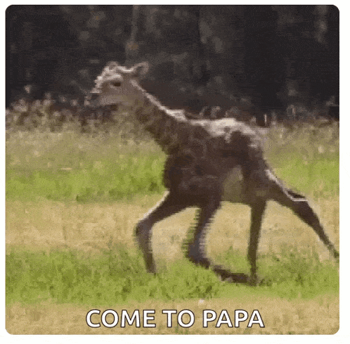 a giraffe is running through a grassy field with the words `` come to papa '' written on the bottom .