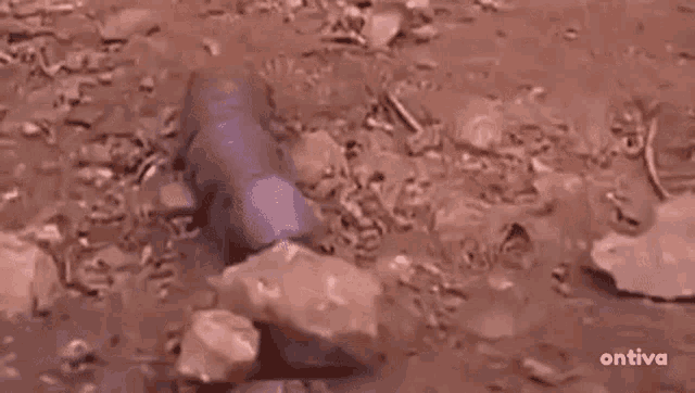 Dick Worm GIF - Dick Worm Looking For His Dick GIFs