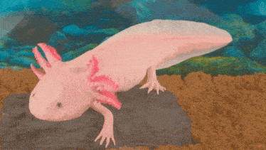 a pink axolotl is being cut with a knife