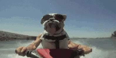 a bulldog wearing sunglasses and a life jacket is riding a jet ski .