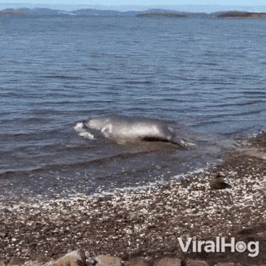 A Seal Swims Back To The Sea Viralhog GIF - A Seal Swims Back To The Sea Viralhog A Seal Going Back To The Sea GIFs
