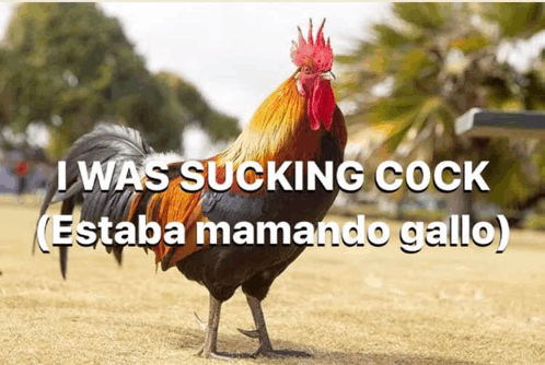 Estaba Mamando Gallo GIF - Estaba Mamando Gallo GIFs