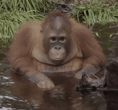 Beni Orangutan GIF - Beni Orangutan GIFs