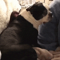 a black and white dog is sitting on a person 's lap