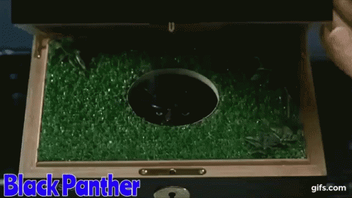 Anchorman Blackpanther GIF - Anchorman Blackpanther Panther GIFs