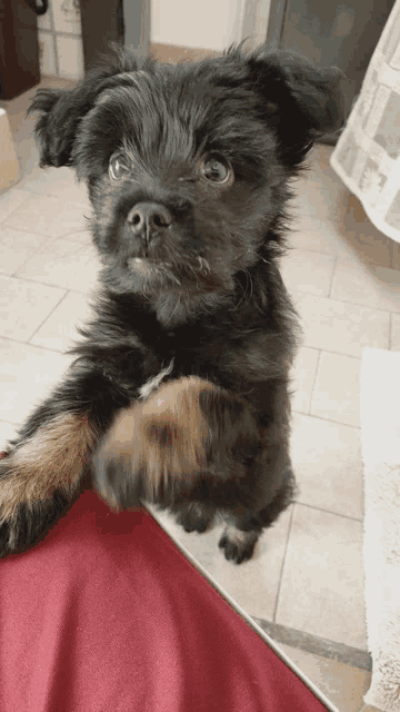 a small black dog is laying on a red pillow and looking at the camera