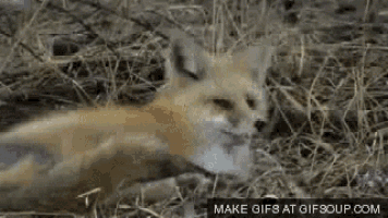 Fox Sleep GIF - Fox Sleep I Dont Care GIFs