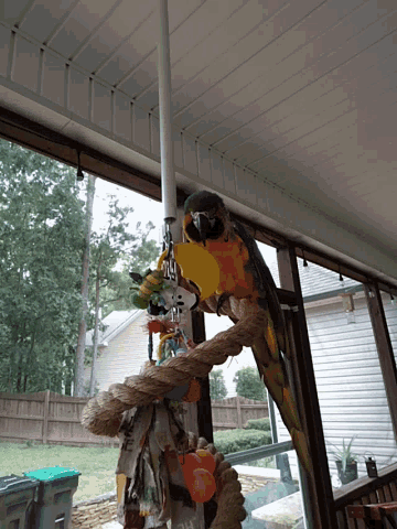 a blue and yellow parrot is perched on a rope in front of a sign that says nc