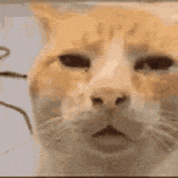 a close up of a cat 's face with a serious look on it 's face .