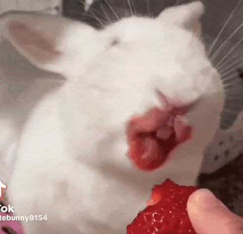 a white rabbit with red lips is eating a strawberry from a person 's hand .