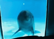 Dolphin Screaming GIF